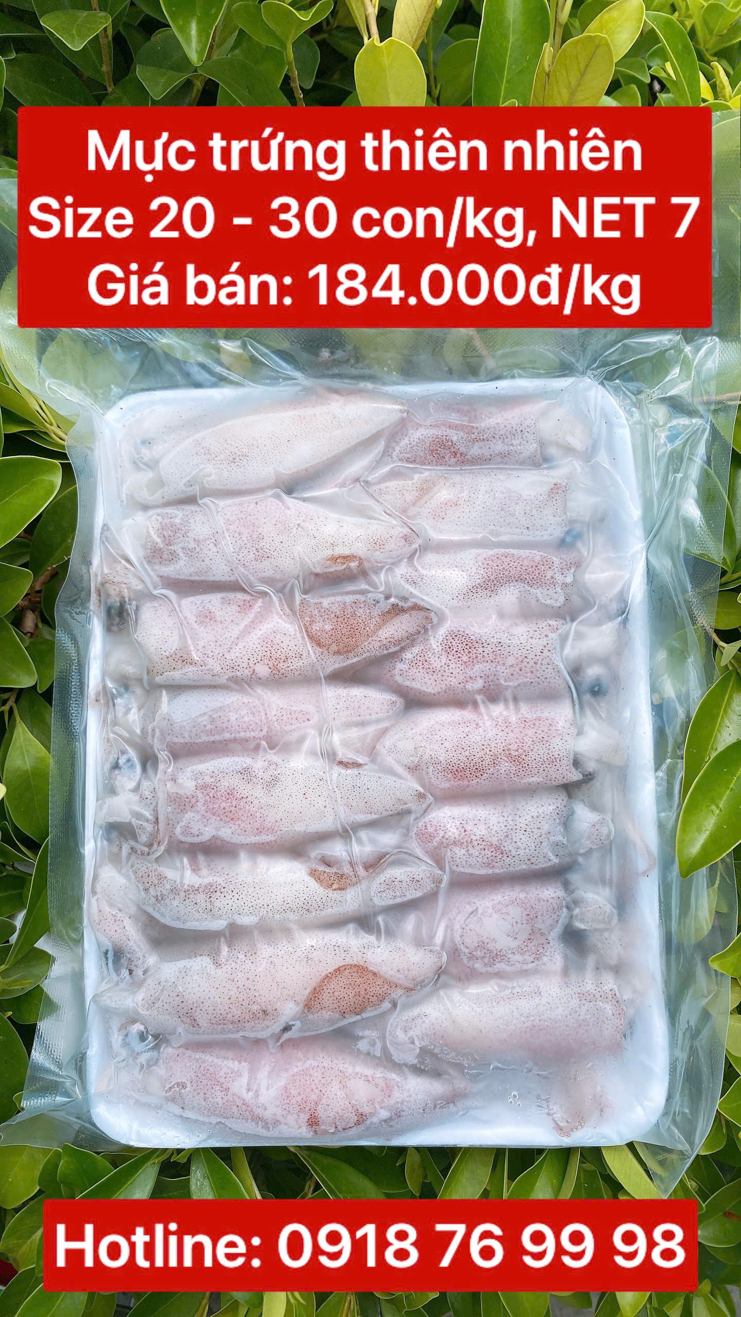 Mực trứng thiên nhiên size 20 - 30 con/kg (NET 7) - Khay 1 kg