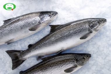 Cá Hồi Na Uy Tươi Nguyên Con - Whole Fresh Salmon - (Size 5.8 - 7 Kg/Con) - Liên hệ đặt hàng